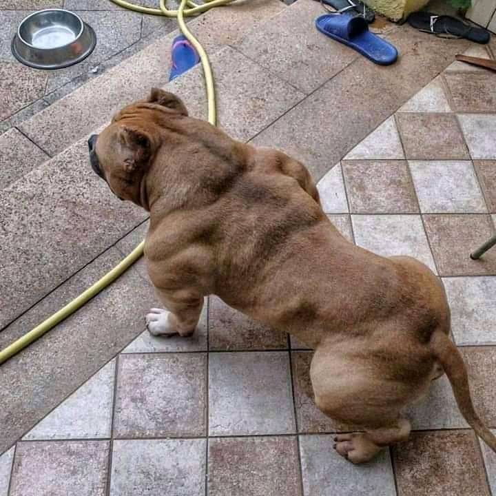 _Sadigifted's tweet photo. Y'all meet Adama Traore's Dog! 

#Kante #SARRIsBlue https://t.co/VzT5TFfQny