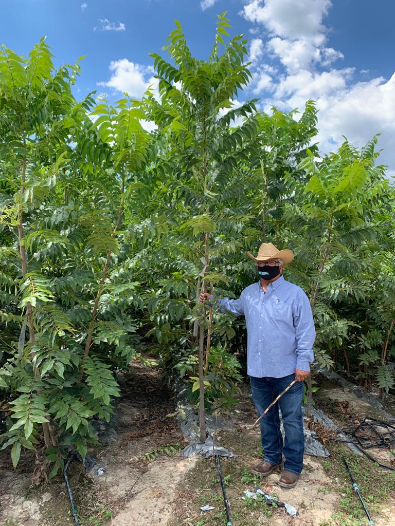 SEDERCOAH's tweet photo. #GeneralTerán Nuevo León. Secretario @flores_mendez supervisando el desarrollo de plantas que estarán disponibles para el Programa de #Nogal 2021 como cultivo alternativo, programa que impulsa fuertemente el Gobernador @mrikelme #FuerteCoahuilaEs https://t.co/Ga517HqtDz