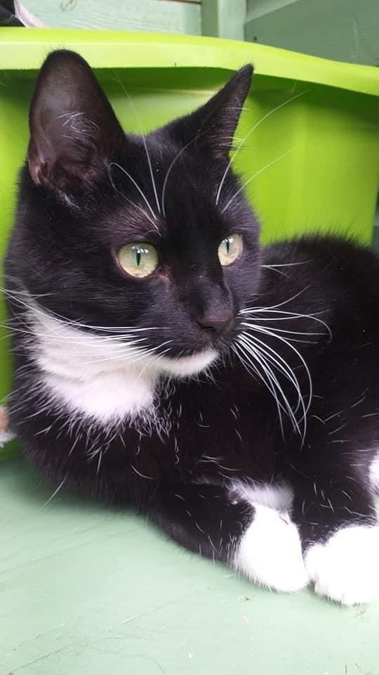 After giving him space and patience, Riley has become friendlier and more even tempered in recent weeks. In the right calm, patient, understanding environment Riley will thrive but this will take time and confidence for this overlooked boy who is on urinary food to support FLUTD.