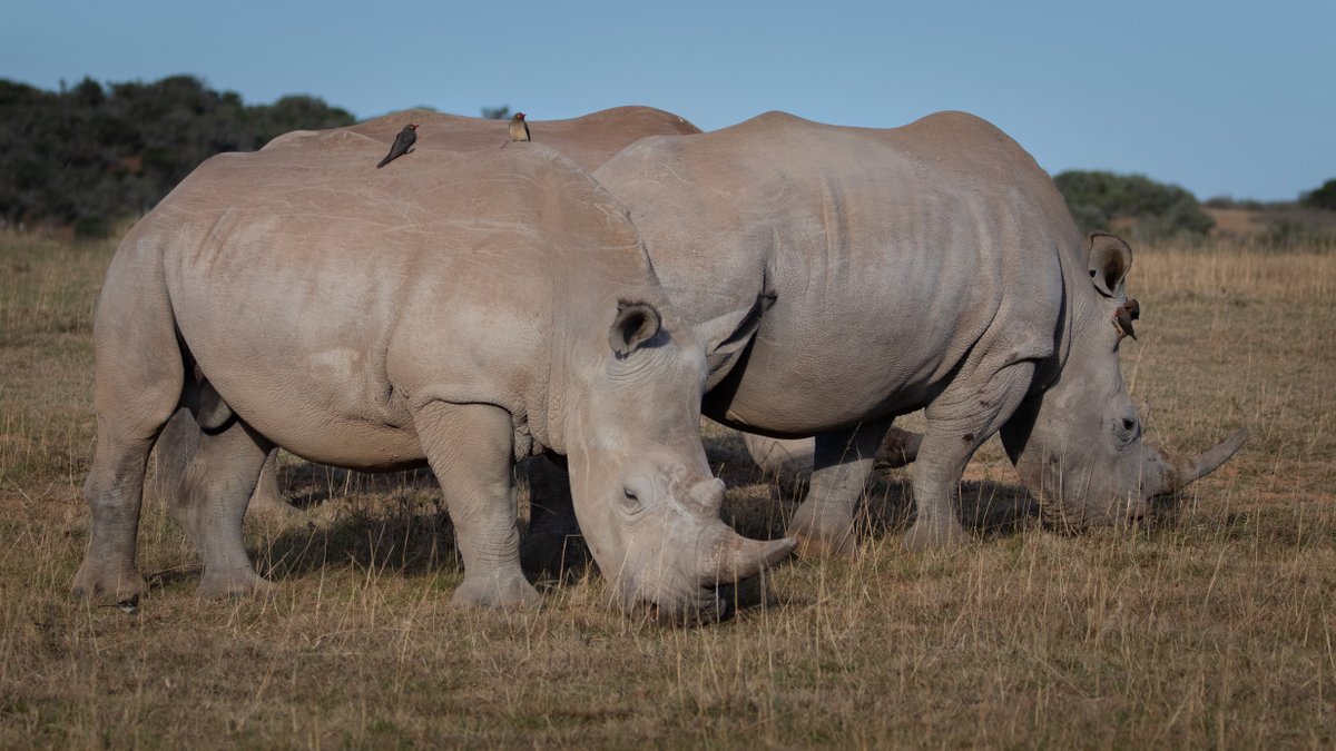 Collective nouns for animals.

#1 - A crash of rhino 🦏