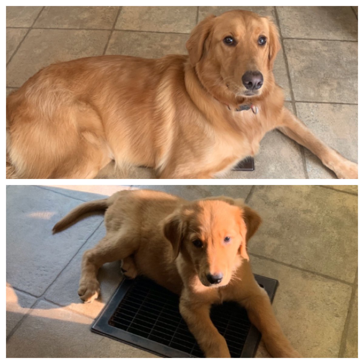 amy_janny14's tweet image. What a difference a year makes... #SameDog #SameVent #CoolSummer #MaizeyGirl