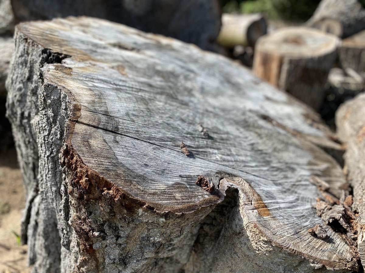 TheAVFGA's tweet image. Out grabbing a load of mulch today and couldn’t help but wonder if we could do something with these monster stumps!🤷‍♂️ They are huge and beautiful!😍 #imstumped #cookies #homesteading #upcycling #ohthepossibilities