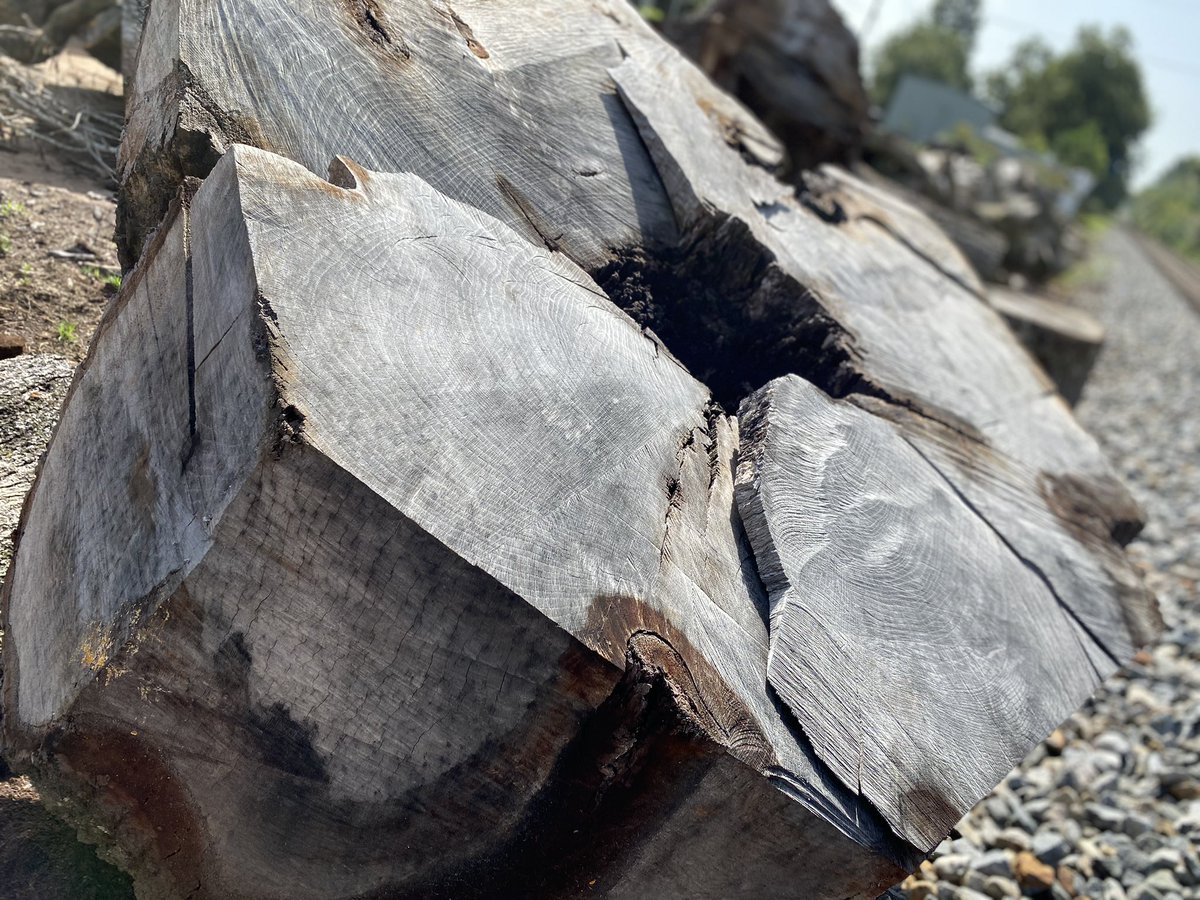 TheAVFGA's tweet image. Out grabbing a load of mulch today and couldn’t help but wonder if we could do something with these monster stumps!🤷‍♂️ They are huge and beautiful!😍 #imstumped #cookies #homesteading #upcycling #ohthepossibilities