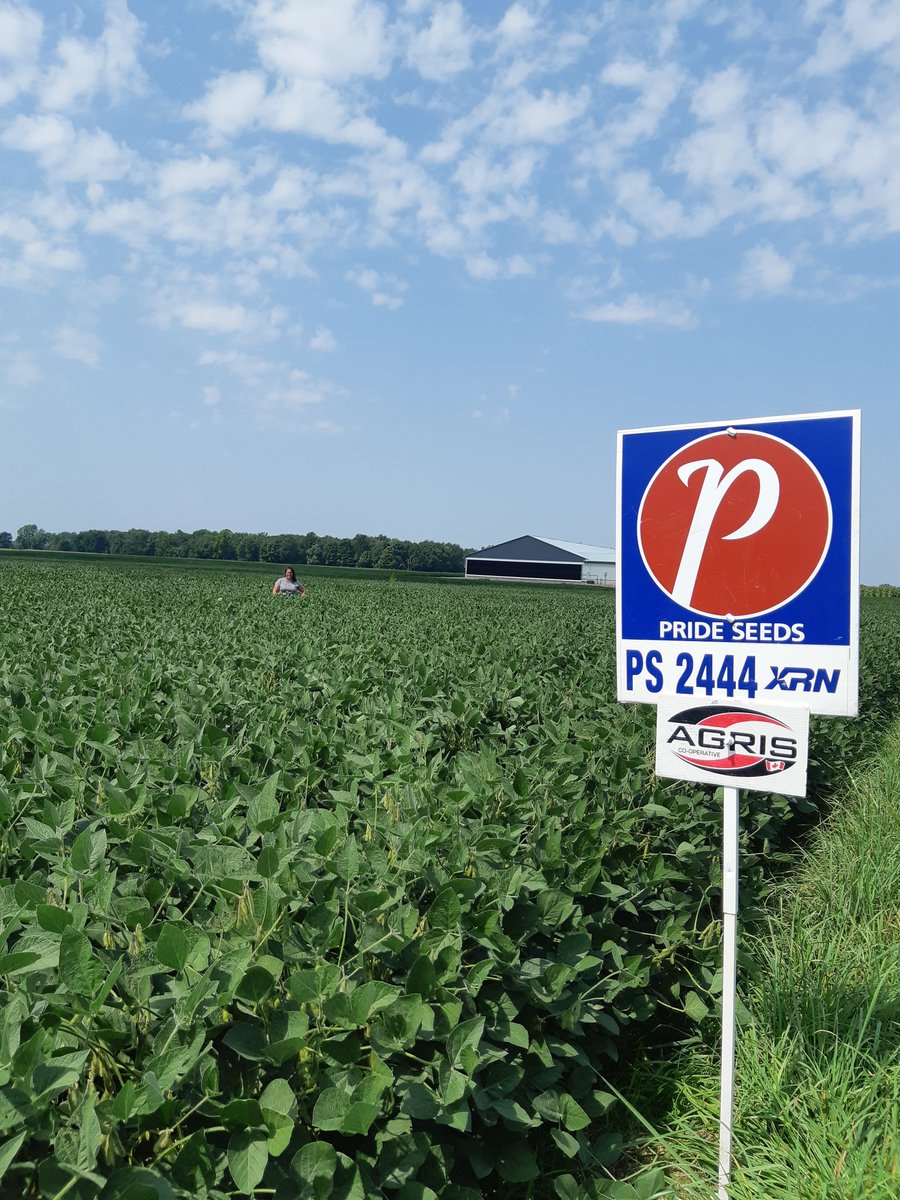 Great day out with Petra doing yield checks #glgcroptour2020 excellent looking field of Pride PS 2444 south of town