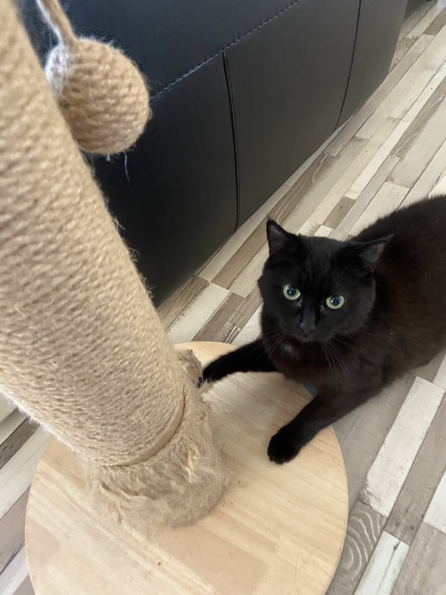 gracehpeacock's tweet image. Husband’s first day working back on campus confirmed the cat only puts up with me because of him! 

Symbolically the scratching post is often me when I say No to something 

#waitingforhim