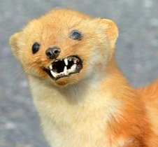 TimelessPeabody's tweet photo. This profiteering evil weasel &amp; his superficial wife can both rot in hell after they serve some time in a prison cell.
ps...My sincerest apologies to any actual weasels out there!

#JaredKushner #JaredIsEvil #IvankaMadeInChina
#coronavirus #ThursdayThought https://t.co/tnjsIG7HBI