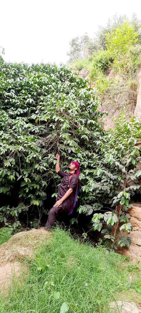 أتلعثم وتضيع مفرداتي ولا أجيد لغة التعبير عندما أكون بين احضان شجر البّن ، ينتابني مشاعر مختلجة بين الحب والعشق وخوف الضياع.
(بين أشجار البّن المعمر بمزرعتنا بجبل القهر )

#شجر_البّن #جبل_القهر #الريث