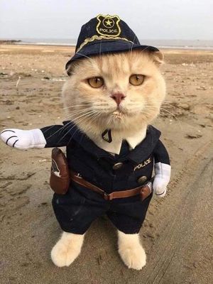 Cute police kittie....