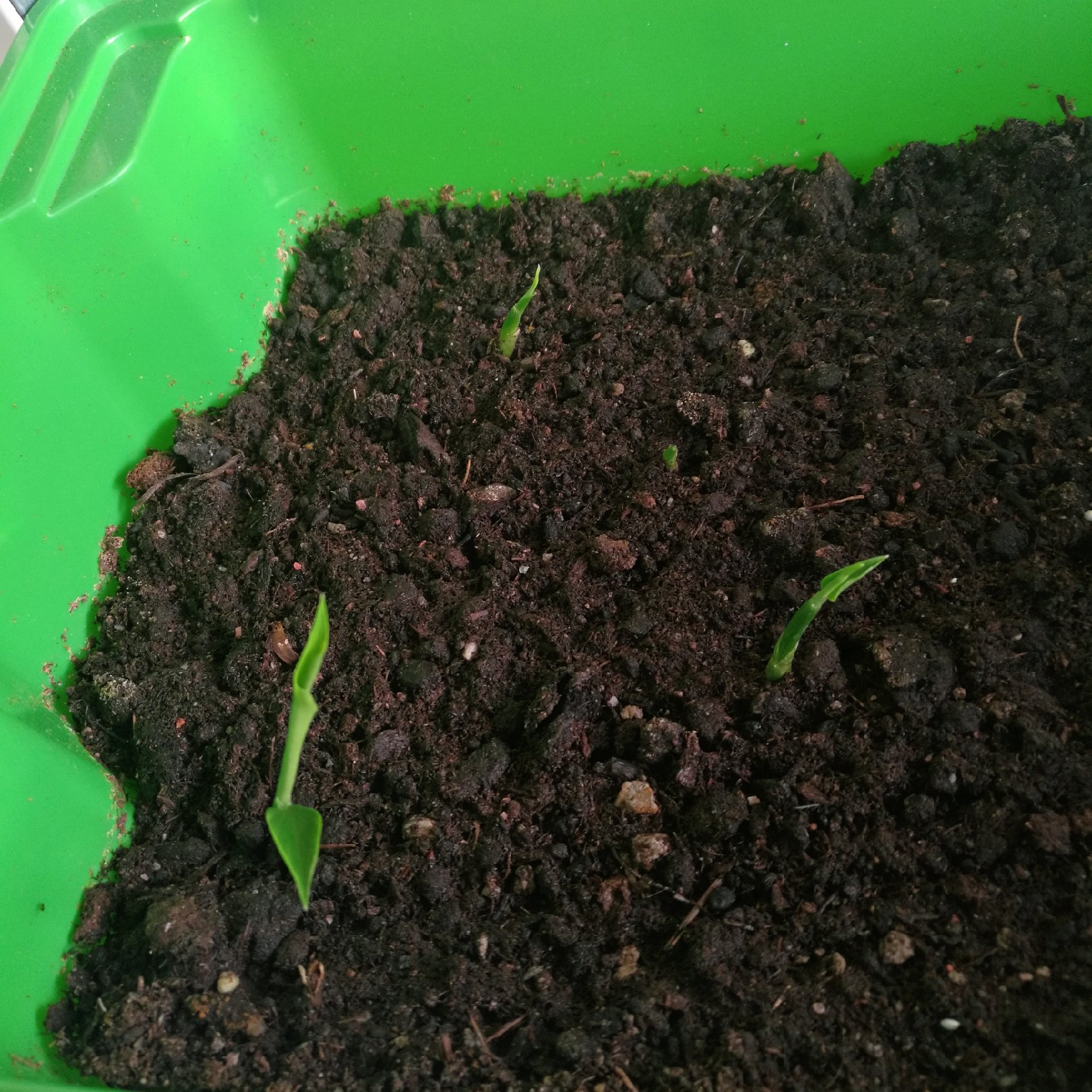 瑞典茉莉on Twitter 都说韭菜割了一茬又一茬 植物学认为 这是因为韭菜有再生能力 俺家用盘子土植或水植的大蒜 也有再生能力啊 前天割了一大把青青蒜苗 今天又见绿芽 只有生姜 藏在土里好几个星期才冒出头来 T Co Qnzw80lksm Twitter