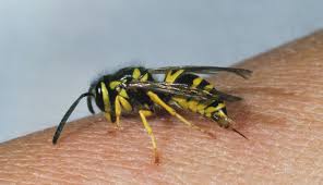 EnviroCare's tweet photo. The yellow jacket prefer nesting within attics and other locations within homes and building. They also have the ability to sting you multiple times. When a yellow jacket stings you, it pierces your skin with its stinger and injects a poisonous venom.🐝#beecontrolincolumbusohio https://t.co/PMkfRsusoj