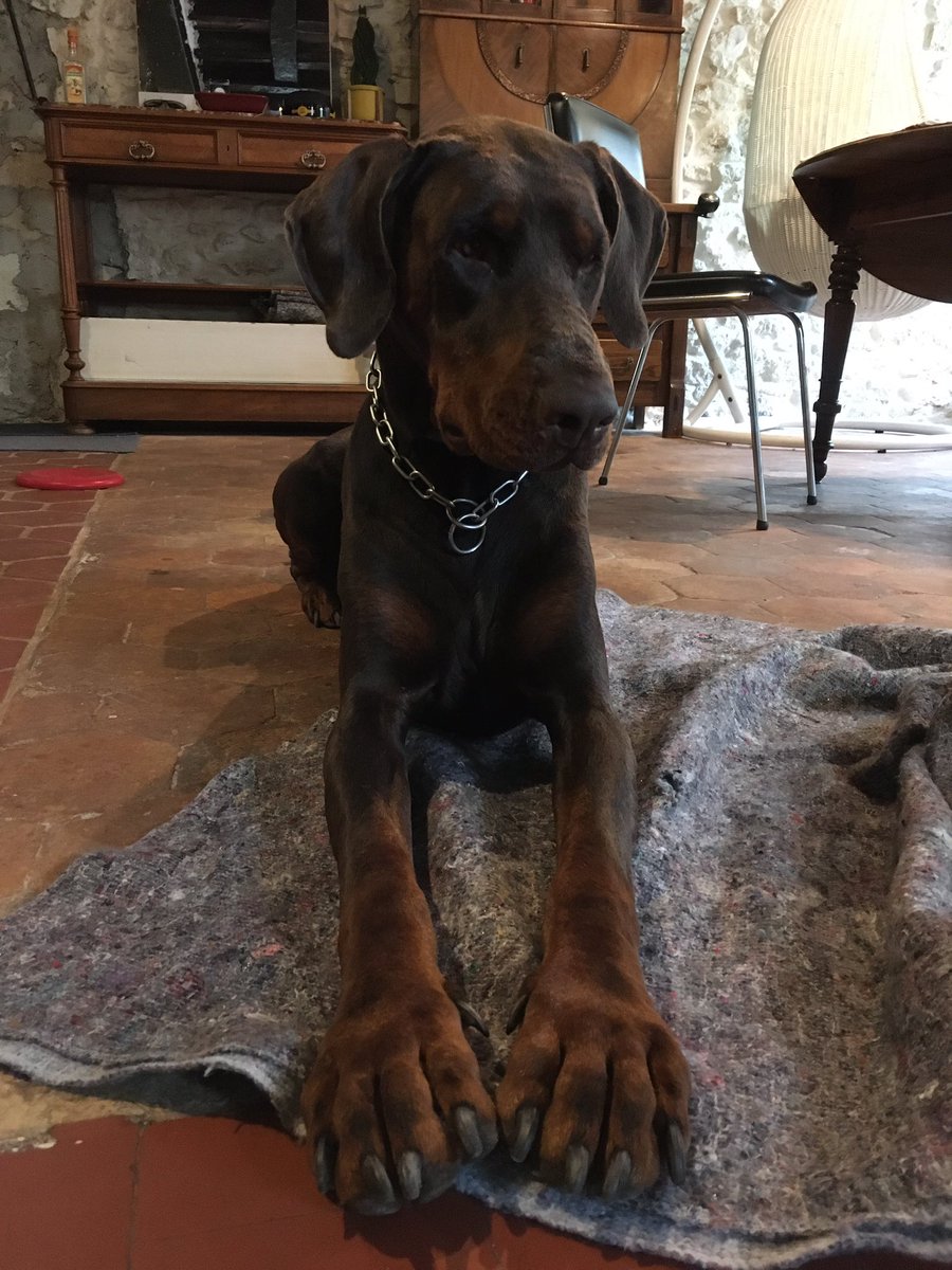 AsHairTEACAS's tweet photo. My dobby dob !
#NaplesOfDevilInside #Doberman #Dobermann @UnitedDoberman @PremierDoberman
π€π§‘π€ https://t.co/7PDtunHdM7