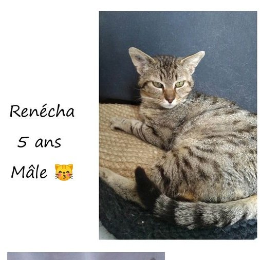 Sauvetage et Chats en Détresse tweet media