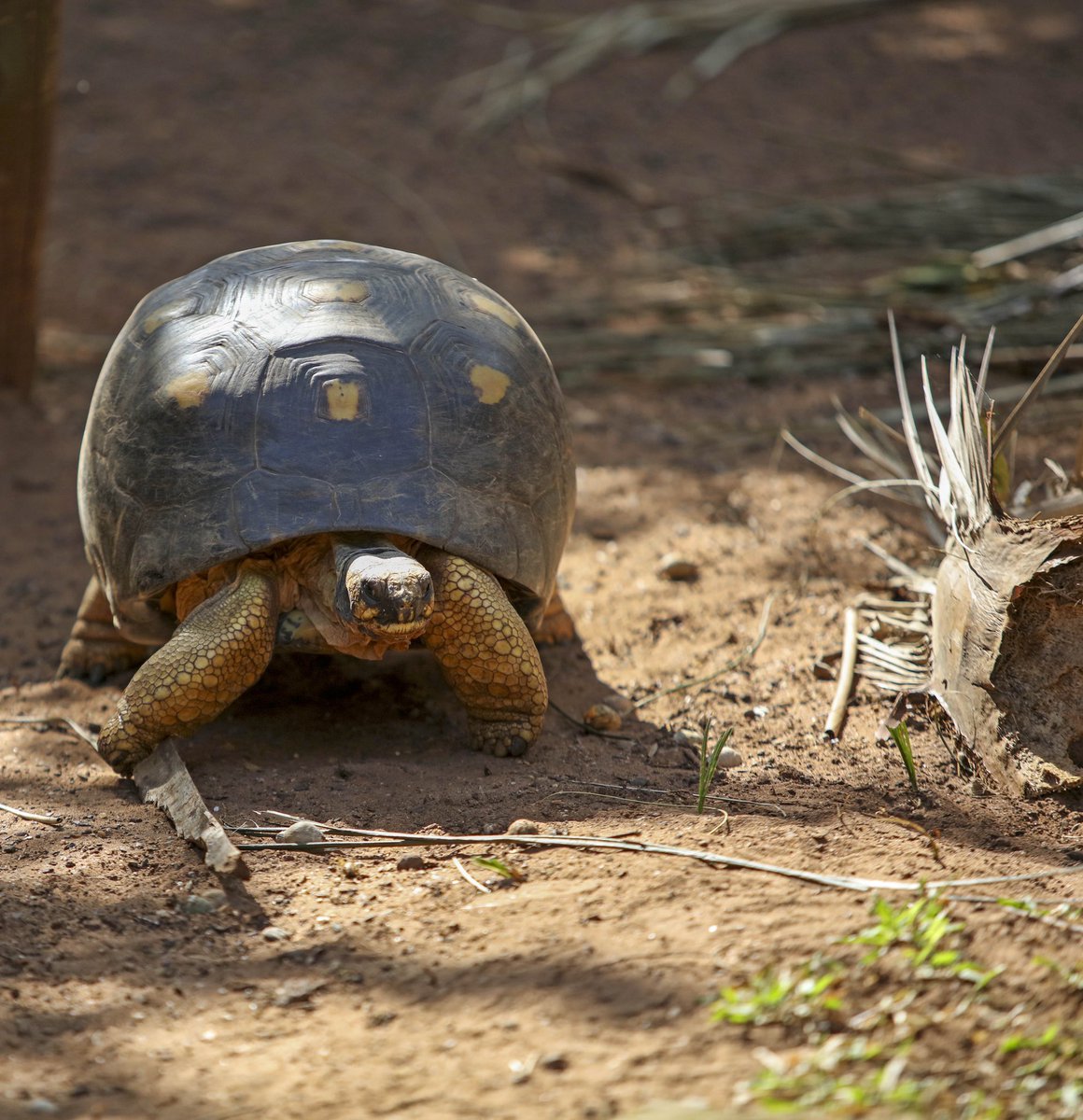 Tnngcobo's tweet image. #ethekwiniprc is ready to open to public our #mitchellparkzoo after announcement of #alertlevel2. #Admiral the tortoise will be joined by his 2 wives to celebrate his 110 years birthday