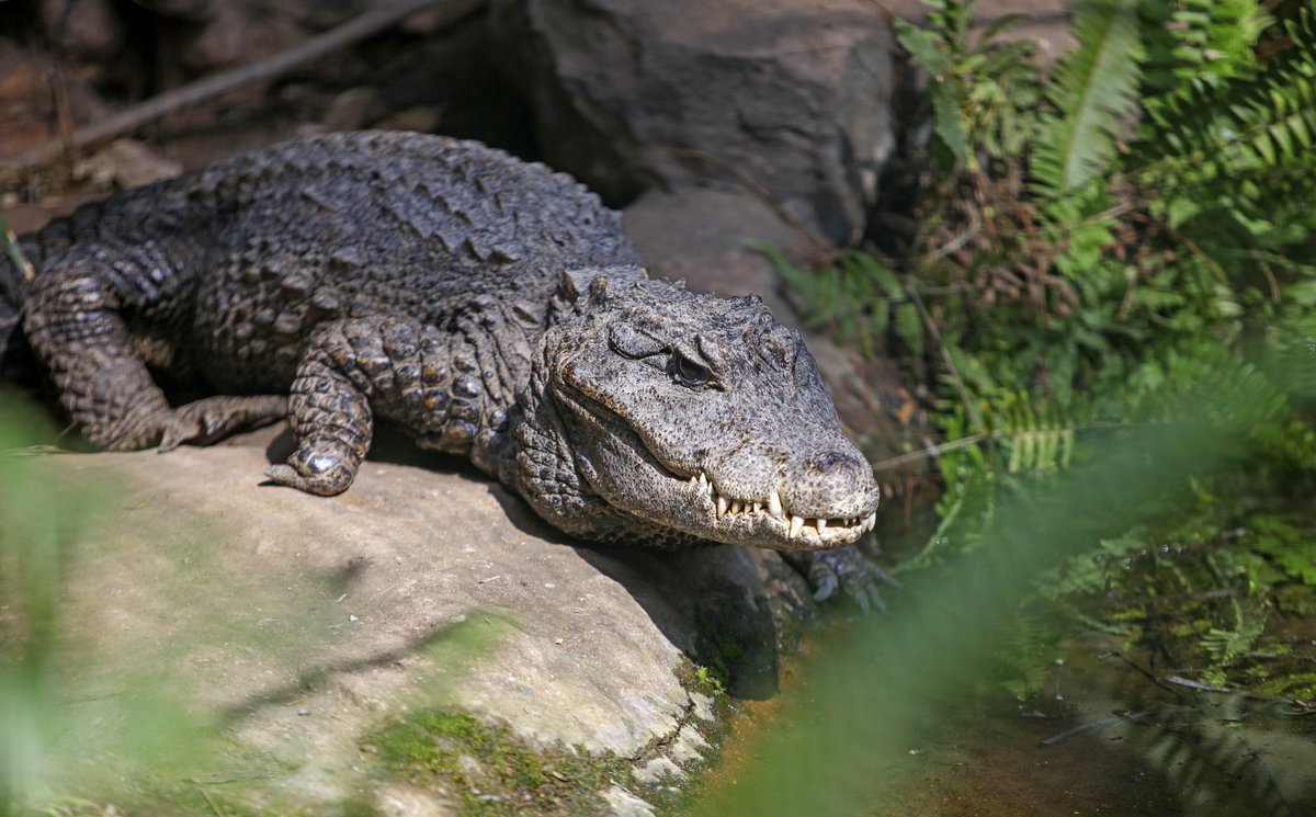 Tnngcobo's tweet image. #ethekwiniprc is ready to open to public our #mitchellparkzoo after announcement of #alertlevel2. #Admiral the tortoise will be joined by his 2 wives to celebrate his 110 years birthday