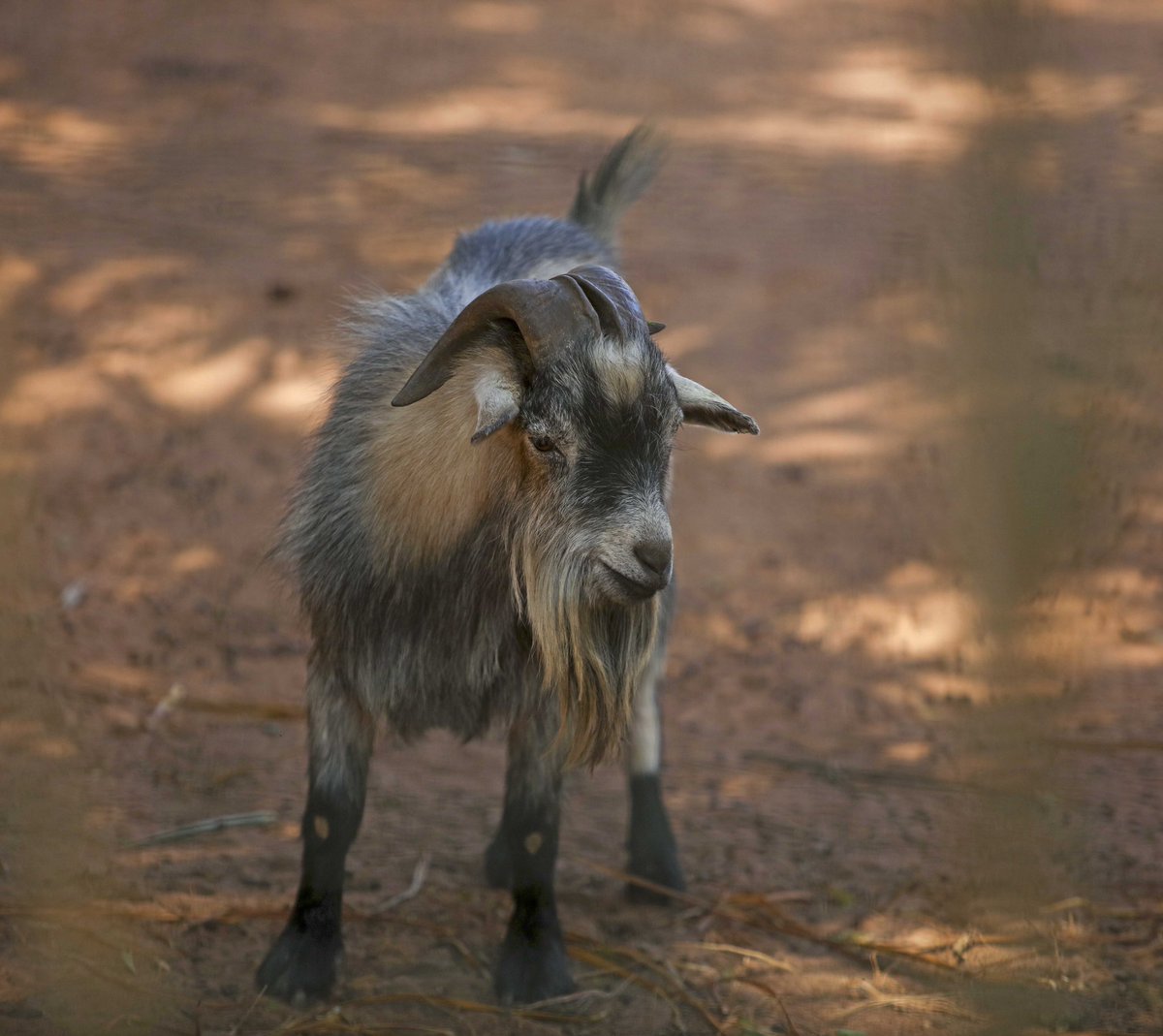 Tnngcobo's tweet image. #ethekwiniprc is ready to open to public our #mitchellparkzoo after announcement of #alertlevel2. #Admiral the tortoise will be joined by his 2 wives to celebrate his 110 years birthday