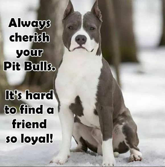 Pit Bulls Against Discrimination tweet media