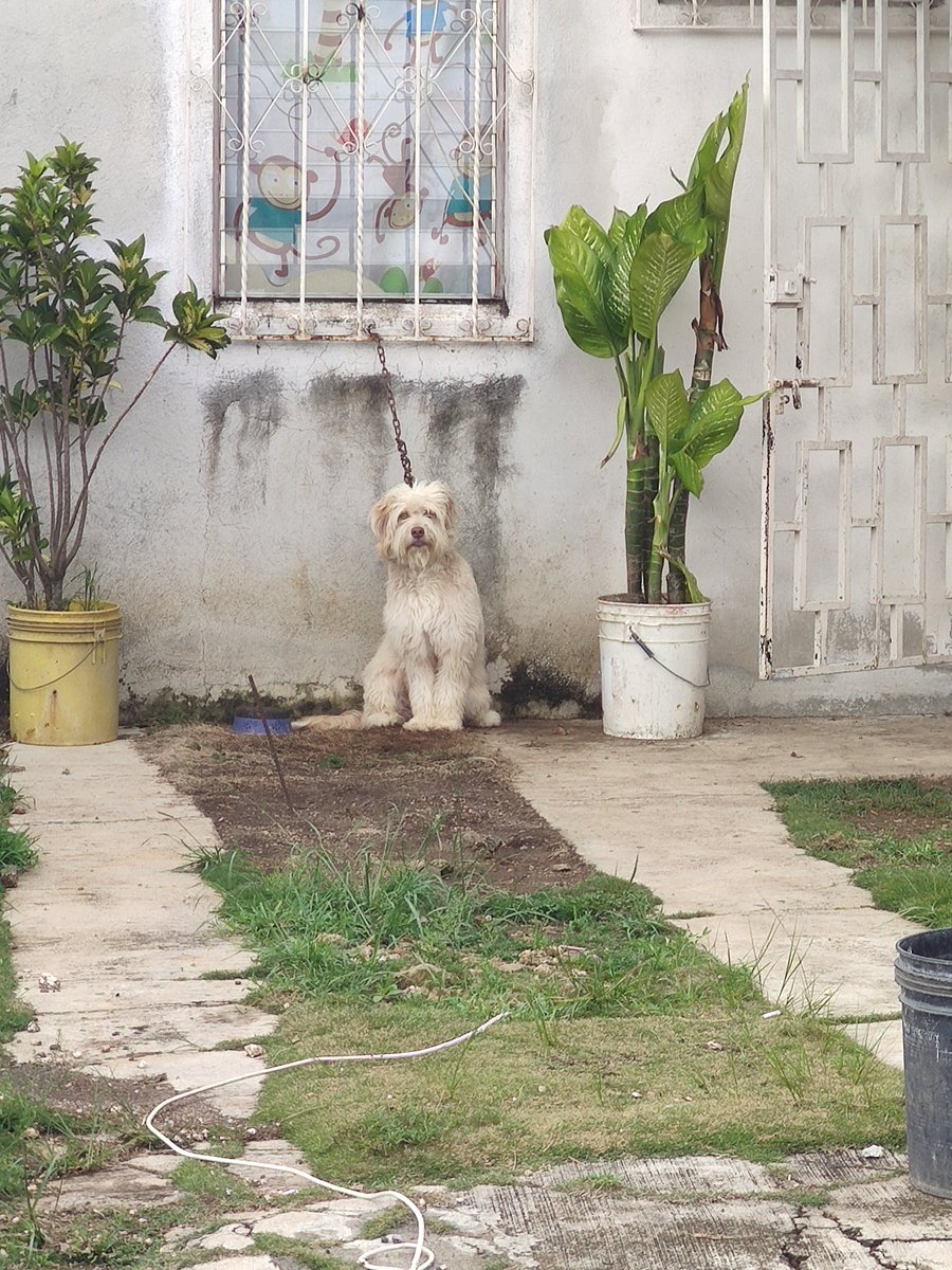 Sartixx1's tweet photo. Ayúdenme a compartir, este perro está en villa nueva en la tercera calle d naciones unidas 1 y todos los días lo tienen así con ese pedazo de cadena sin agua ni comida si no fuera por los vecinos https://t.co/R9RzP7PLxH