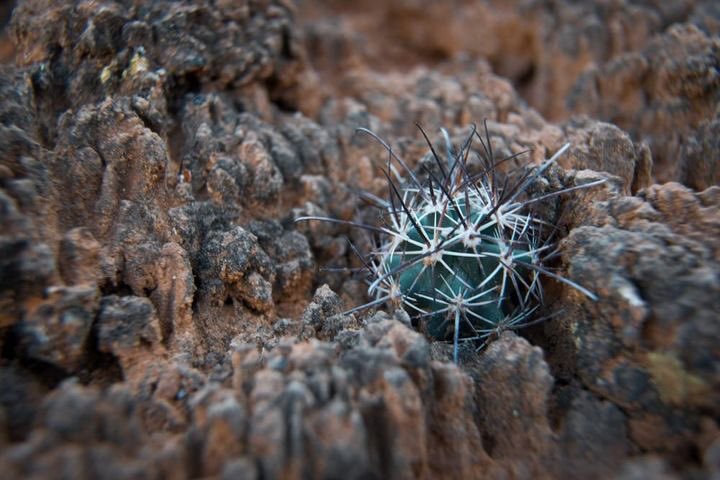 ”Don’t bust the crust” is a common expression out here in the high desert. By staying on trail and off the biological soil crust, you help protect this unexpected community of life. More