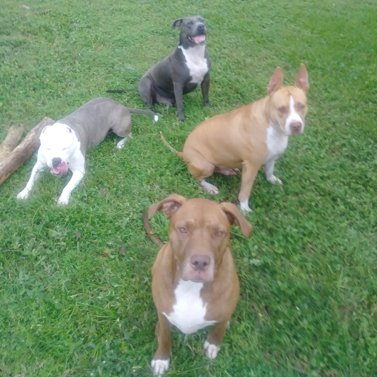 Pit Bulls Against Discrimination tweet media