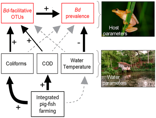 New paper out! We found some interesting effects of agricultural pollution on Bd and Bd-facilitating bacteria, give it a read! pubs.acs.org/doi/10.1021/ac…