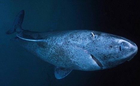 samsdailysharks's tweet photo. he do be the oldest man in the sea

#sharks https://t.co/5evq0y2tBV