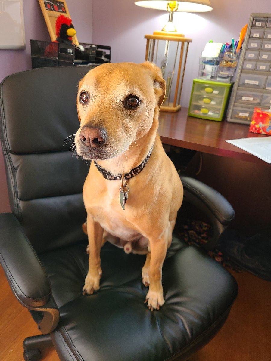 My new coworker and I are ready to go! Welcome back #GoatTeam #WeAreEmerson