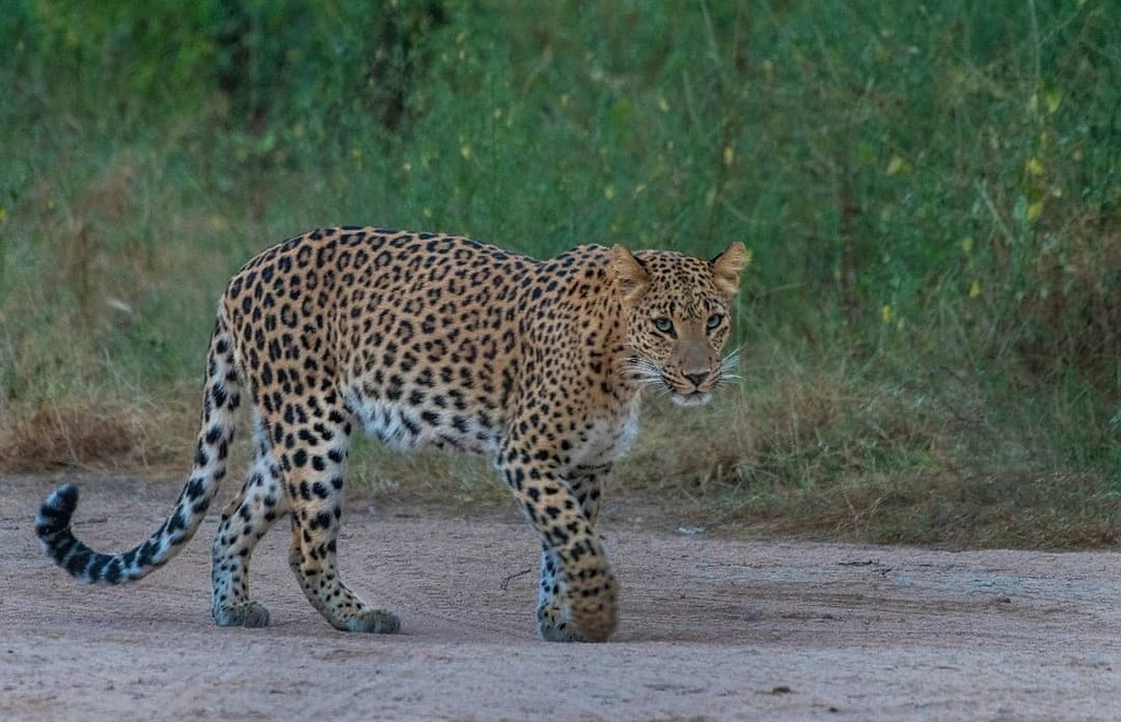 BigCatsIndia's tweet photo. Out for stroll !!
.
.
.
.
.
.
.
.
.
.
Follow @bigcatsindia for more

Pic Credits @tenderfoot_kj

#bigcatsindia #bigcats #savebigcats #savetigers #savelions #saveleopards #savewildlife #savenature #savethetiger #wildlifeconservation #wildlifephotography #wildlifeindia #saveea… https://t.co/MRmkTe4X32