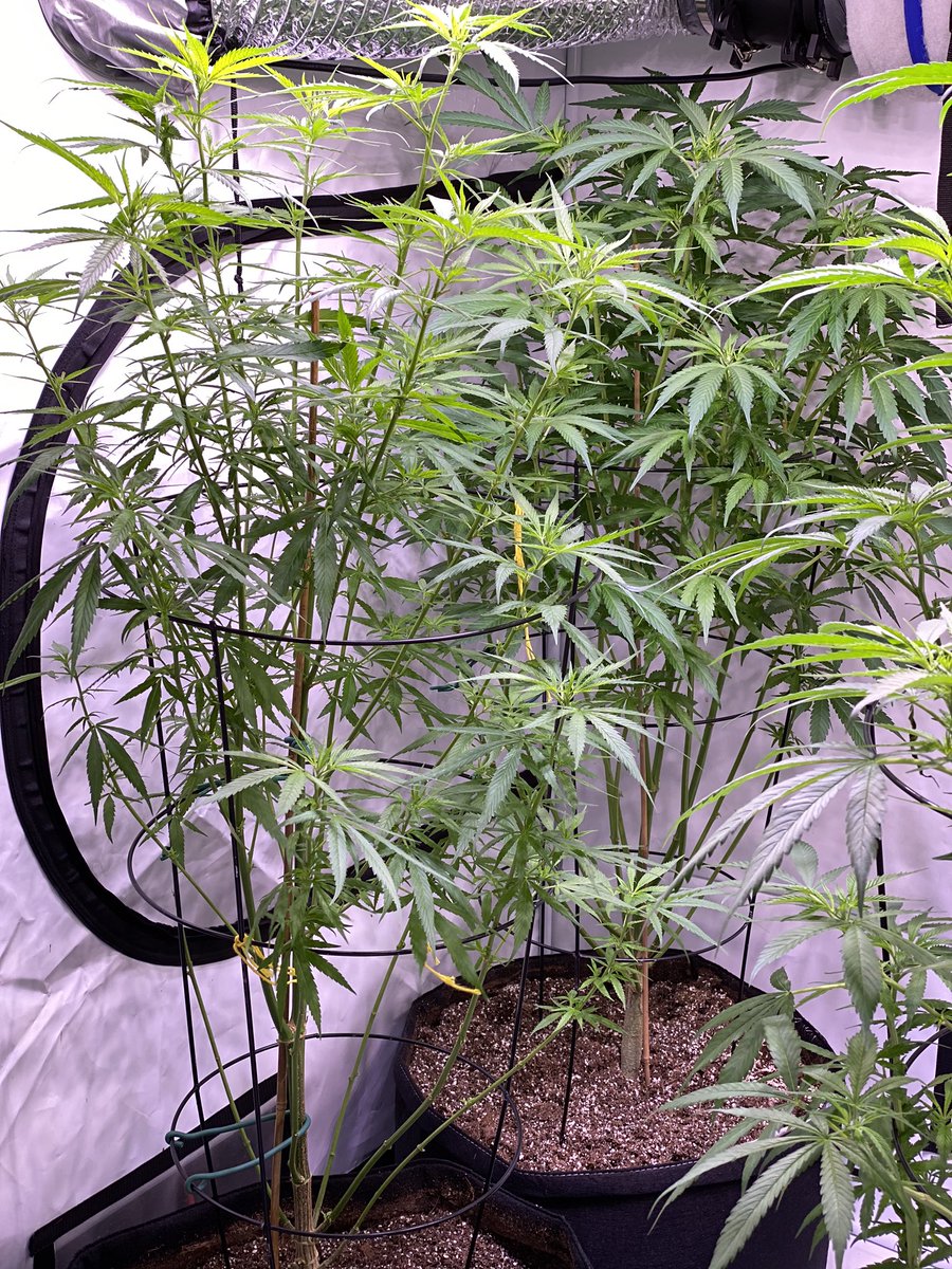 HerbsHonest's tweet photo. Well with the cold nights coming on here in Northern Alberta had to move my ladies back inside #homegrown #cannabisculture https://t.co/pckyfz51wB