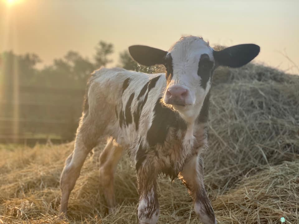 From the dedicated staff and students at our Teaching Animal Unit:

"Welcome to the world Edgecombe! Edgecombe is a beautiful Holstein heifer calf that was born this morning to our beloved Frankie! Photo credit to our wonderful employee, Olivia!"