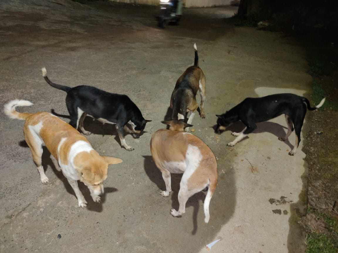 teamsevasft's tweet photo. #8th_Week
#Divya_Aadhaar
#Protection_to_Animals
#CONCERN_FOR_STRAY_ANIMALS_BY_SEVA_SOCIAL_FOUNDATION_TRUST
(Cows and Bulls are labelled with glow stickers in Bhubaneswar)BBSR-27.08.2020
@BehuraGitanjali @teamsamarpita @aftab70782201 @Uditsahuodisha @sadasiba2013 @Sangram_Gala https://t.co/LjV1oQ2GiM