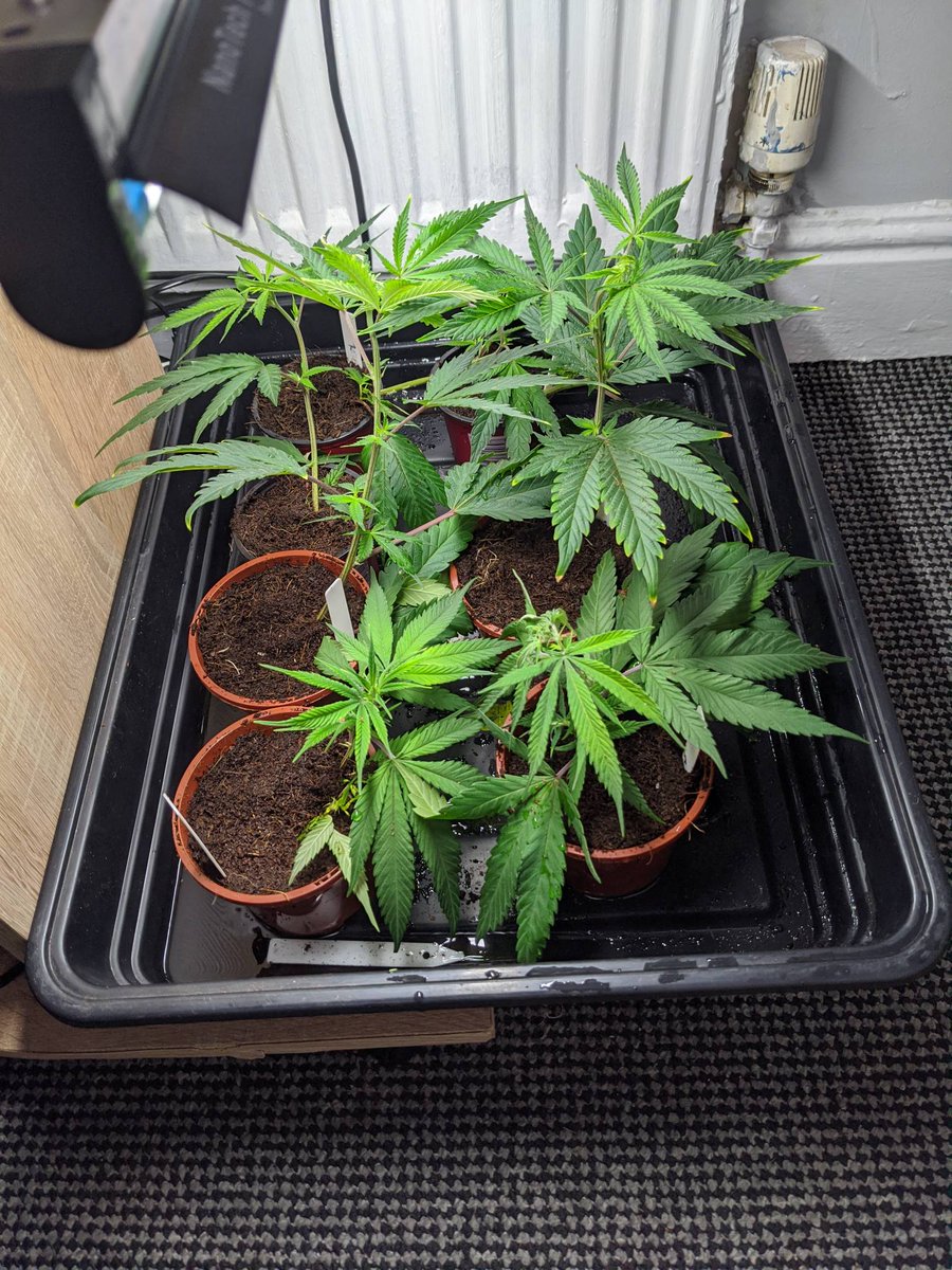 One of our members is moving onto their own living soil mix using coots mix but obviously some different variations of amendments here in the UK, although they did find some oyster shell flour in Wales! Ddim Milltir Aer I ni