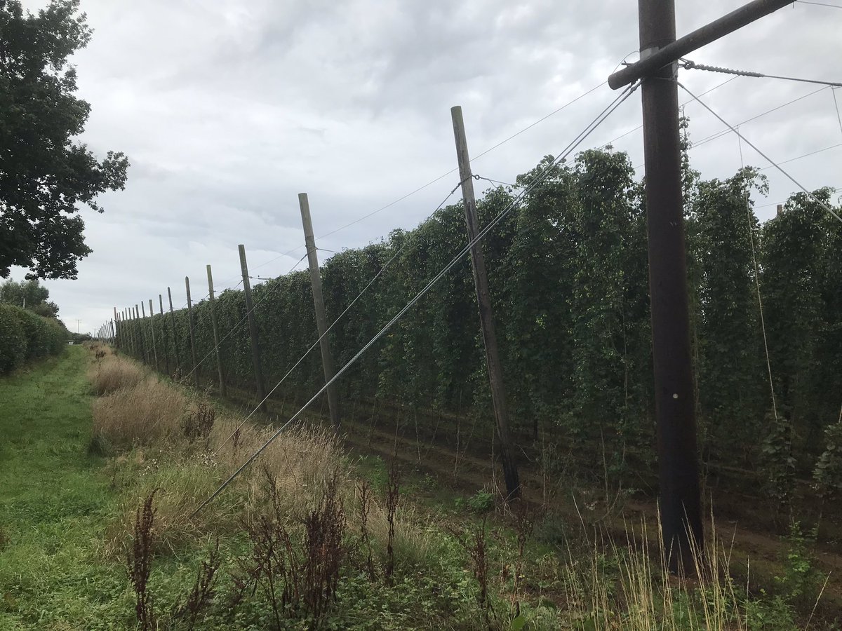 Townendhopfarm's tweet photo. Mystic looking thick and bushy. #hops #herefordshire #wellhopped @CharlesFaram @TurningPointbco https://t.co/vZreLbAIgl