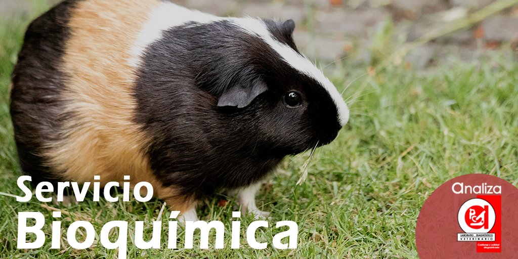 En Laboratorio Veterinario Analiza contamos con los servicios de: 

- Perfil Básico
- Perfil #Hepático Uno y Dos
- Perfil #Diabético Uno y Dos
- Perfil #Renal
- Otros

#Conoce más de #Laboratorio #Veterinario #Analiza 👩‍🔬
💻Entra a: bit.ly/2ZVTUqA