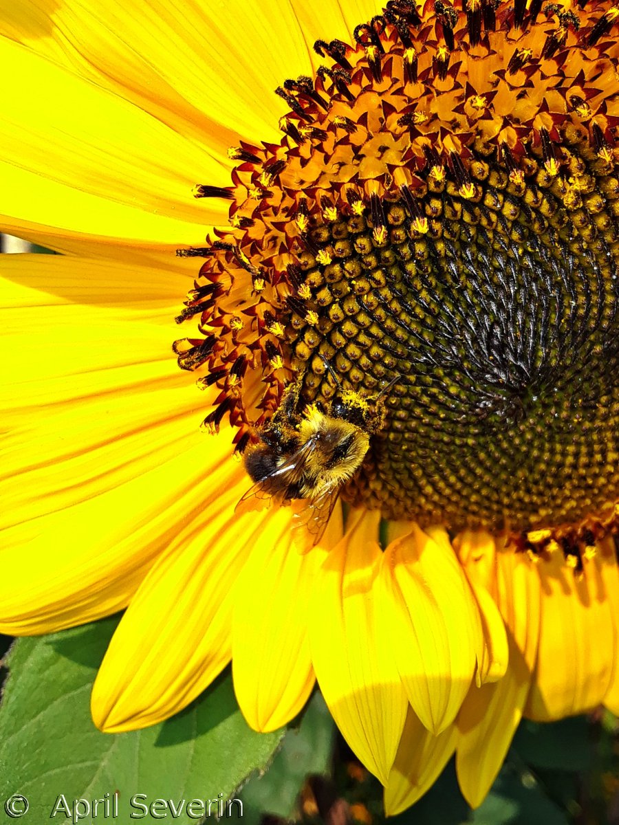 AprilAnne2014's tweet photo. #MonarchButterfly #Sunflower ... #HamiltonCemetery
#Canada #CellPhotography @bigmarkp @CamGoede @cityofhamilton @CWF_FCF @dmurk @dundastard @Explorationproj @HamiltonNature @heresdjmark @mbfmonarchs @NatureCanada @pdmorgan1 @TheRangerEm @REBECCADWIGHT1 @sharron448 @tnkcanoe https://t.co/NQ4MBmDuNt