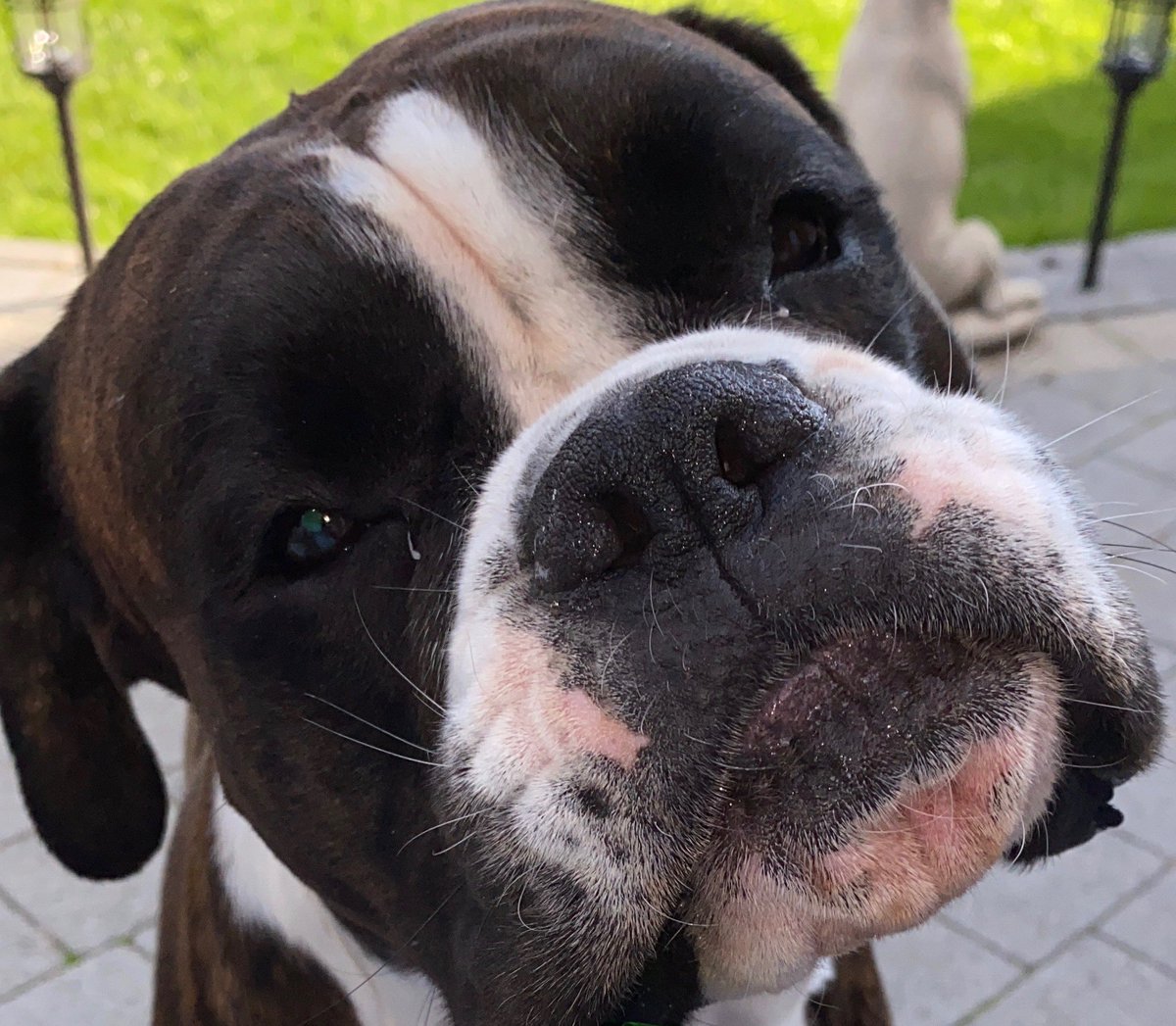 winston_boxer's tweet photo. ITS NEARLY FRIIIIIIIDDDDDDDDDAY XXX https://t.co/GLsDtIk2Ow