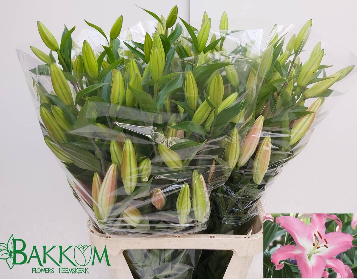 VOFBakkum's tweet photo. Lelie Oriental MARRERO 100 cm lang knoppen 6 en op rechtop staand mooi donkergroen blad super bos lelies #FloraHolland Naaldwijk en Aalsmeer #kwaliteituitHeemskerk https://t.co/psAl9pZYEe