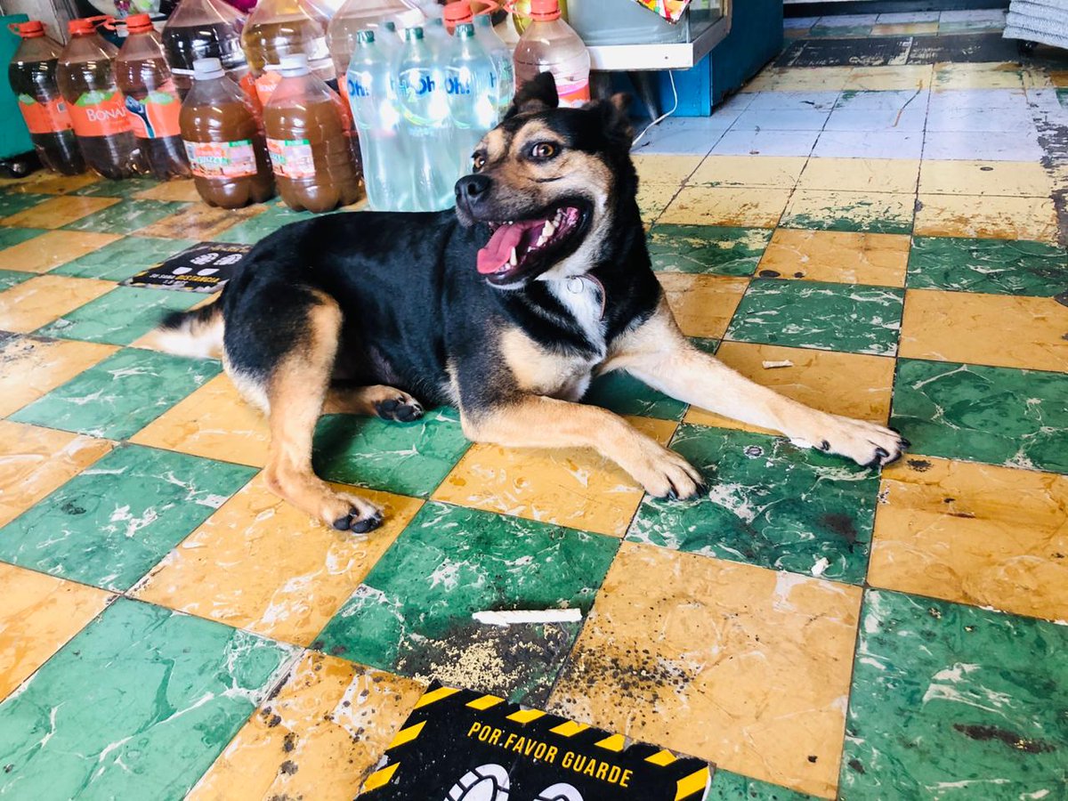 Hola hola buenas tardes , este perrito está perdido y está en una tienda en avenida observatorio frente a la prepa 4, me pueden ayudar a publicarlo a ver si es de alguien de por aquí cerca , gracias gracias