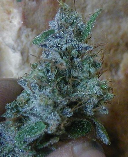 Lifesaver is super frosty

#weed
#blunt
#smoke
#dabbersdaily
#terps
#710