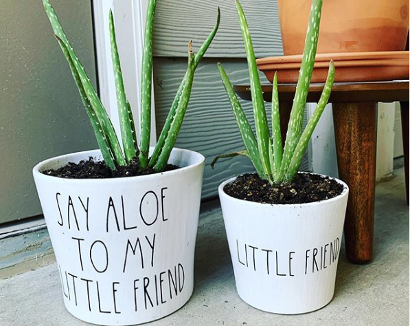 Aloe_Formula's tweet photo. Say Aloe to my little friend!
#aloevera #aloe #aloeplant #aloeheals #aloecures #aloelife #nature #naturopthy
https://t.co/6XZ6giNGbU https://t.co/6I2MYqzjTg