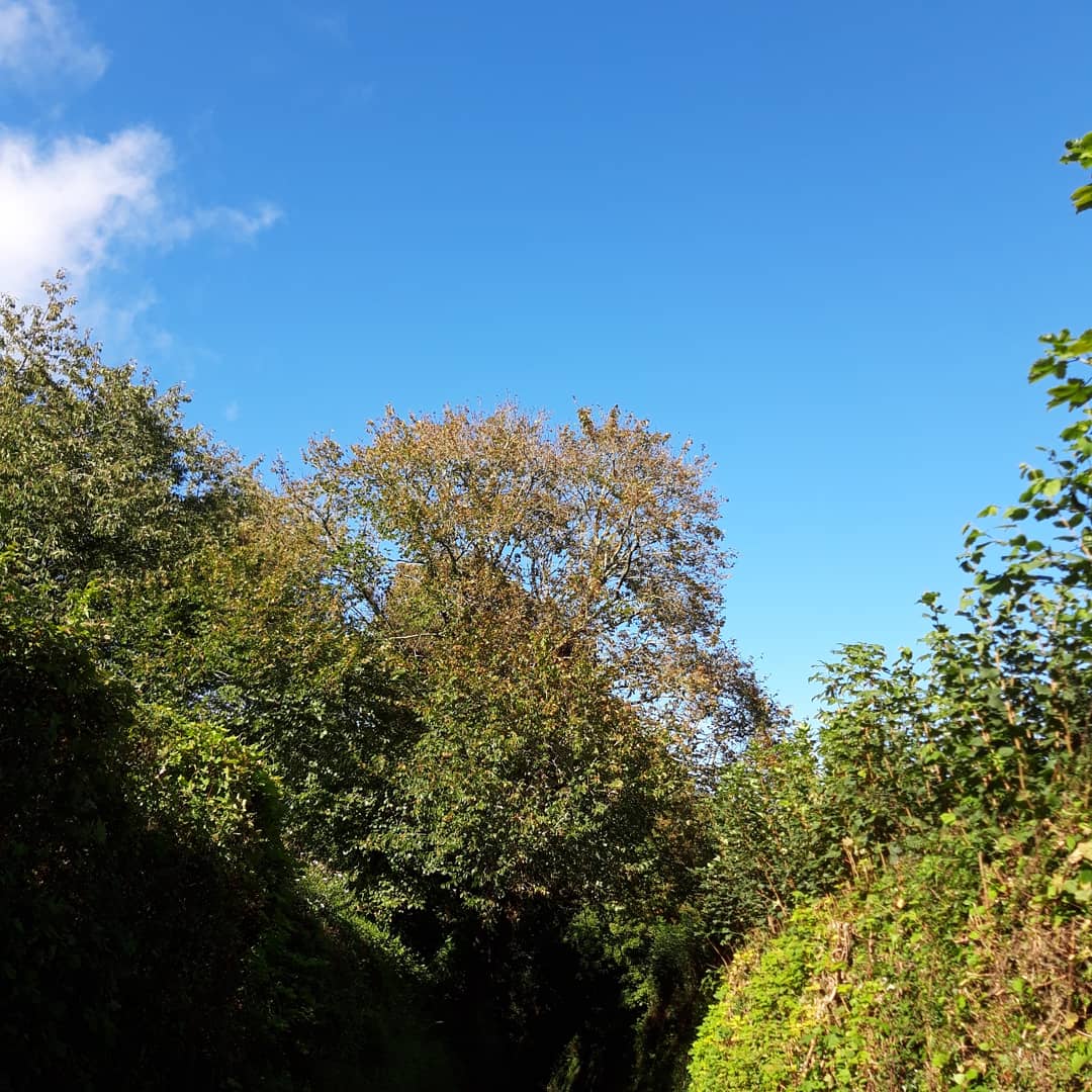Took some time out today for a mindful walk after the rain. Utter bliss to just walk and notice.