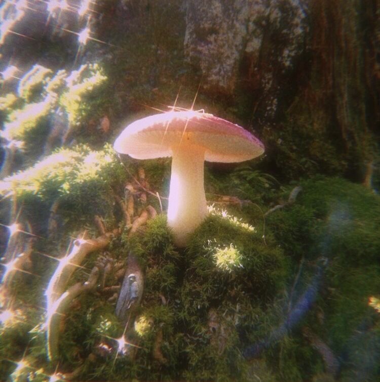 🍃