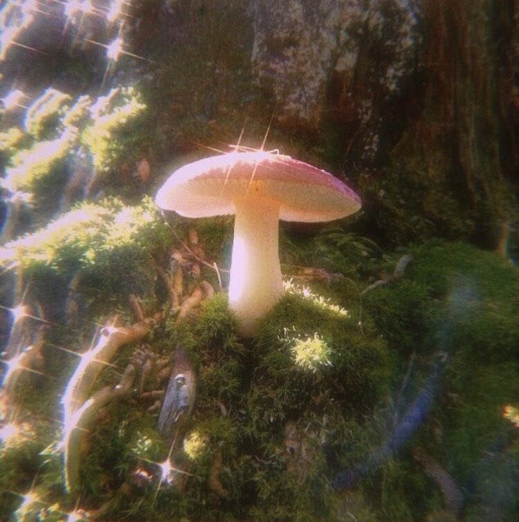 -Thread of why people should be like a mushroom-