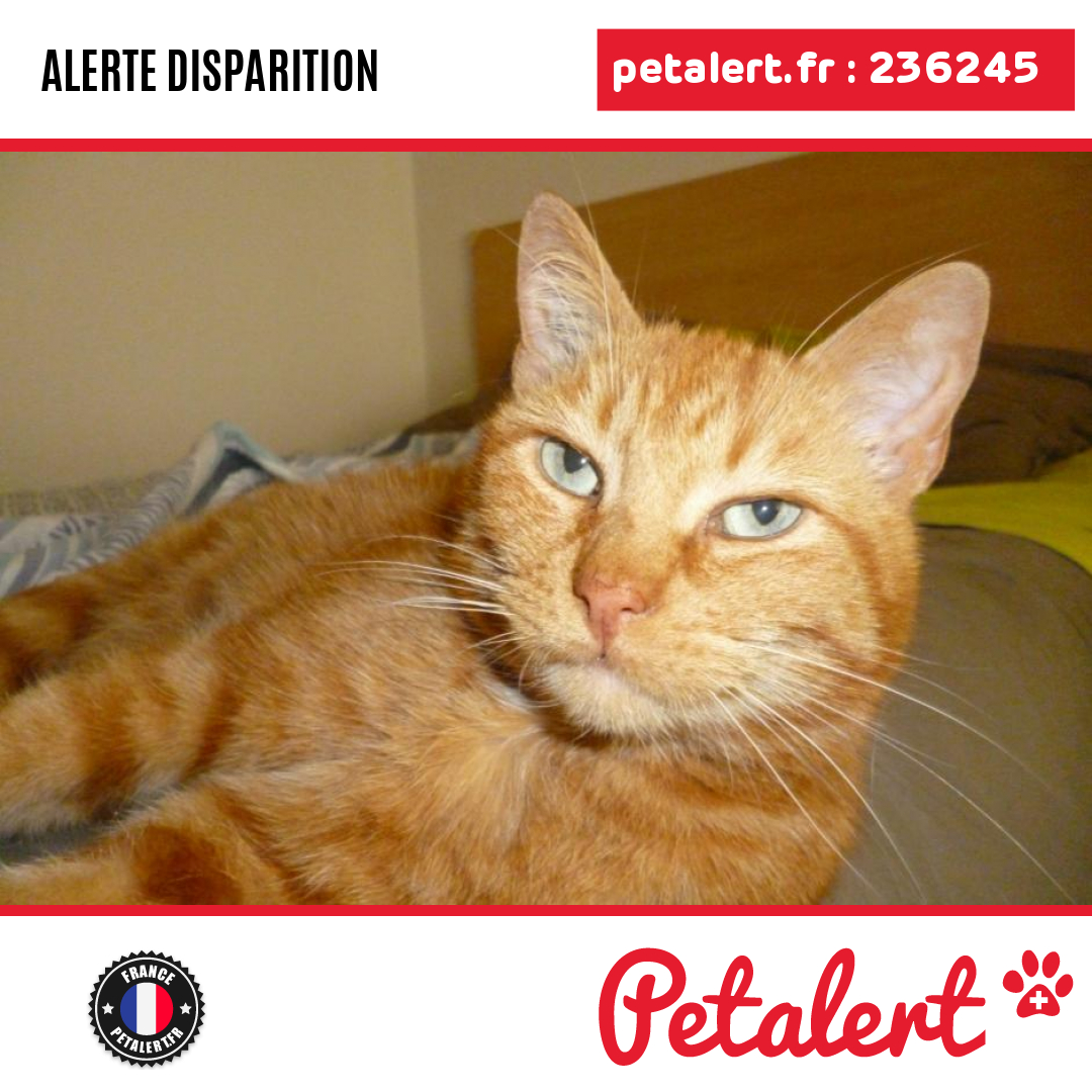 petalert_france's tweet photo. Disparu #Chat #Nievre #SaintBrisson #Petalert #PetAlert58 / https://t.co/5lRAHNz5DA https://t.co/N255x6ebDh