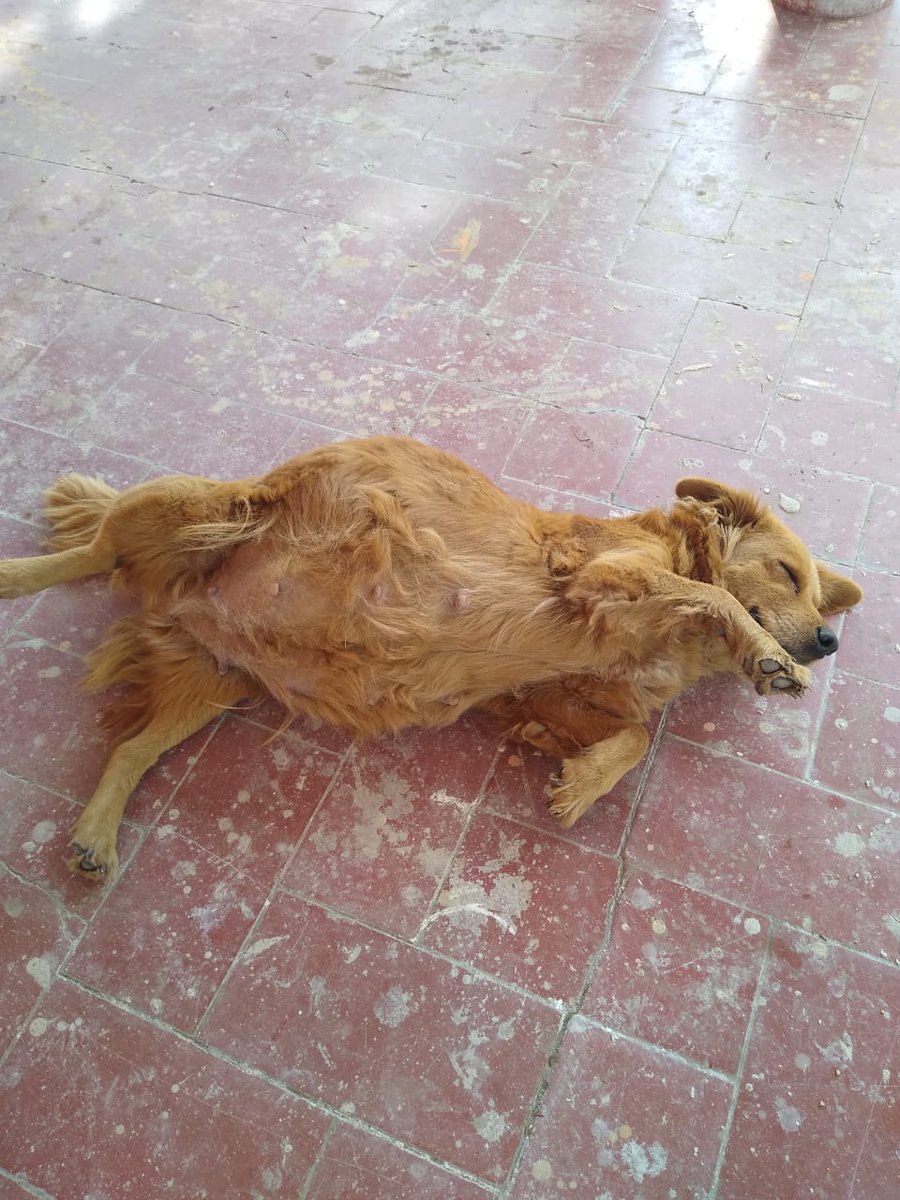 Rescatada un día antes de que nacieran sus bebés.
Se entregarán una vez que puedan separarse de mamá, vacunados y desparasitados, con promesa de Esterilización.
Lulu se entrega operada y vacunada con collar y placa.

Informes al 55 2303 9557