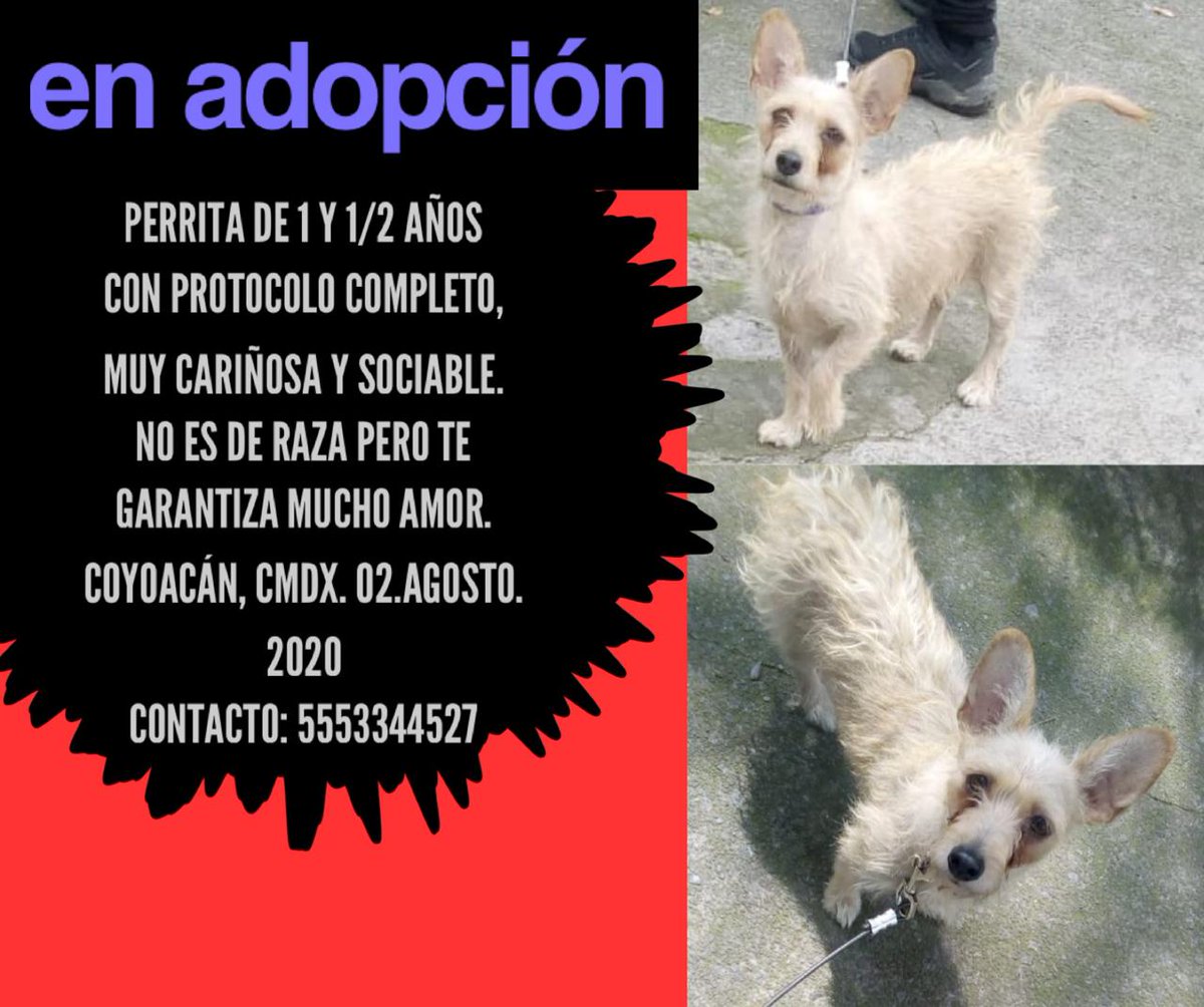 pet-comm (@petcomm_unity) on Twitter photo 