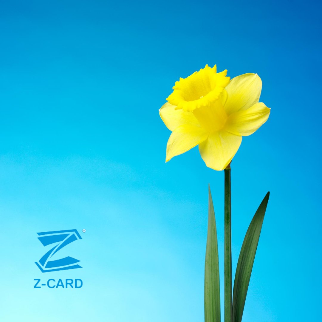 ZCARDNZ's tweet photo. Buy a daffodil for someone you love today because cancer doesn't stop https://t.co/17XPidGLMp