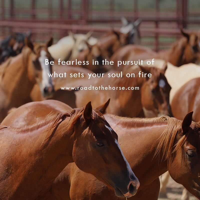 Feed your passion ♥️🐴