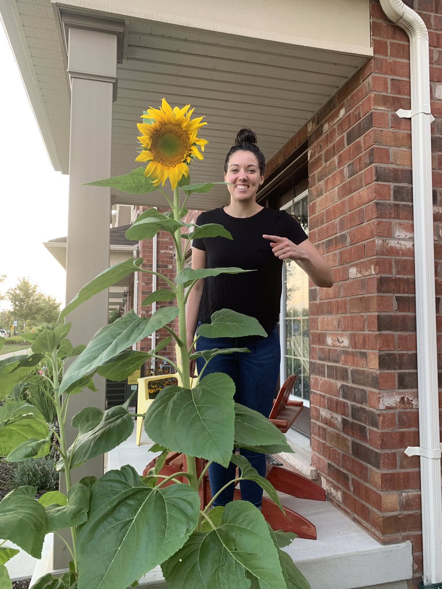 Health4LifeKDM's tweet photo. Look at the @StBernBears sunflowers from seeds distributed in the spring! All the way in Caledon🌻.  Thank you @melmduck for caring.  Spreading St. Bernadette Sunshine! @WCDSBGreen https://t.co/noTMm2BBXL