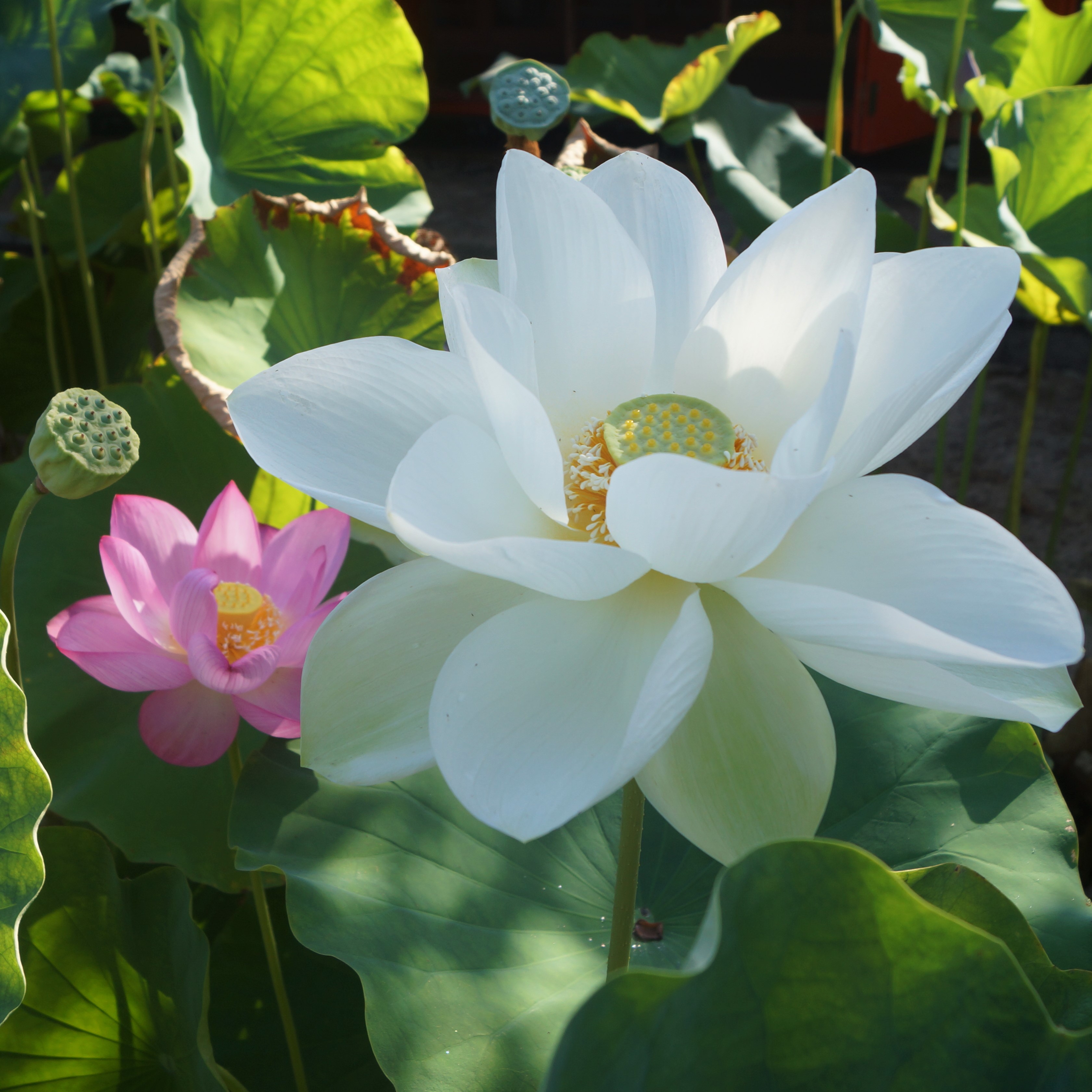 耕三寺博物館 耕三寺 今朝の蓮景色 耕三寺 紅白 緑の中に二色の花が咲く 蓮景色 花便り 蓮花 蓮の花 ハス 蓮華