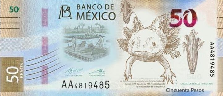 PabloMontanoB's tweet photo. Qué chingón billete! 
Pero, ¿saben qué estaría mas chingón? 
Que no se jodieran el hábitat del axolote para abrirle más espacio al coche.
#YoPrefieroElHumedal #YoProtejoElHumedal https://t.co/ETh1JfXvqK